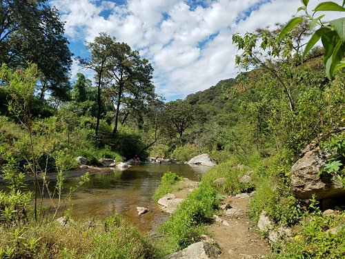 Bosque de la primavera