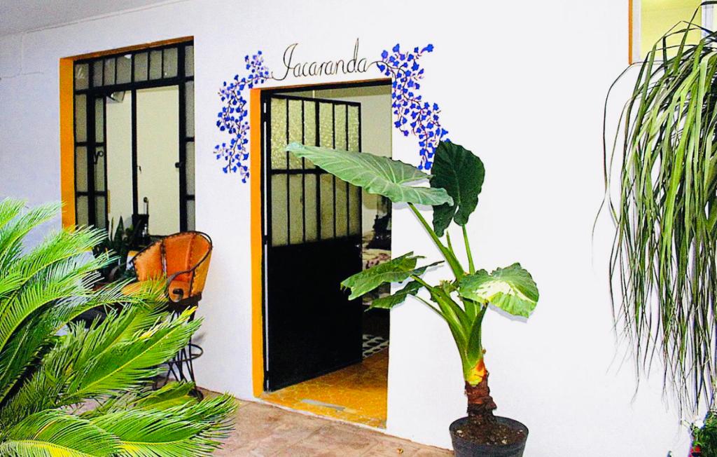 Jacaranda 8