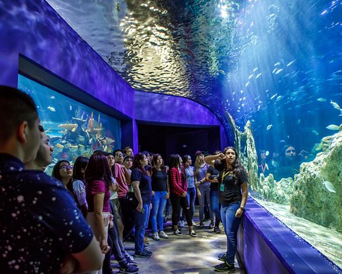 Acuario Michin