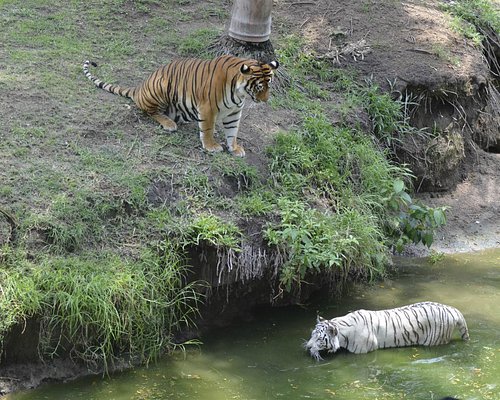 Zoologico Guadalajara